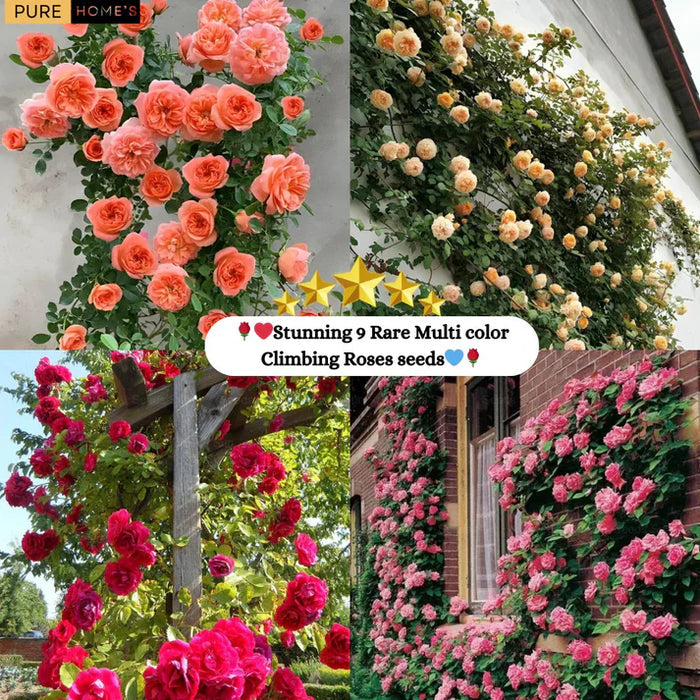 Elegant Climbing Rose Flower Seeds