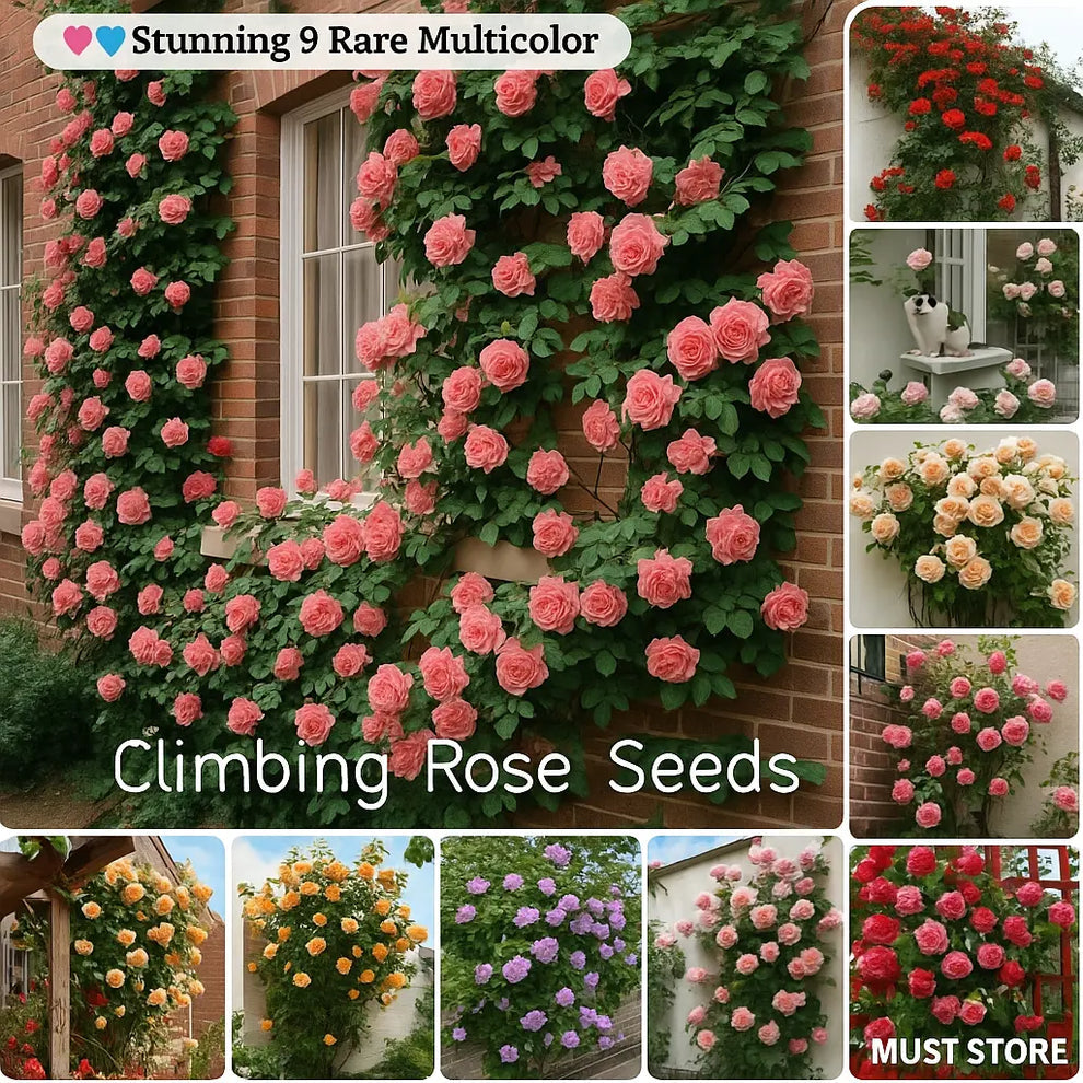 Elegant Climbing Rose Flower Seeds