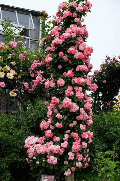 Elegant Climbing Rose Flower Seeds