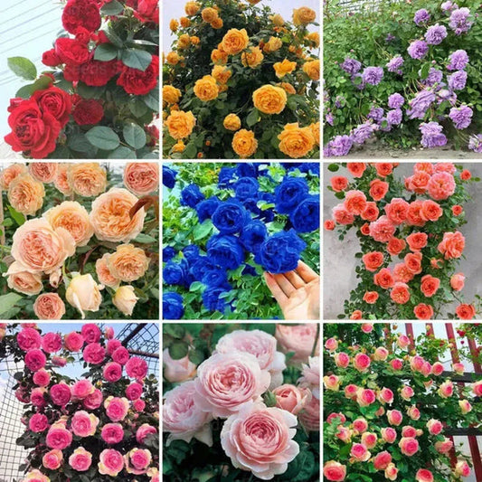 Elegant Climbing Rose Flower Seeds